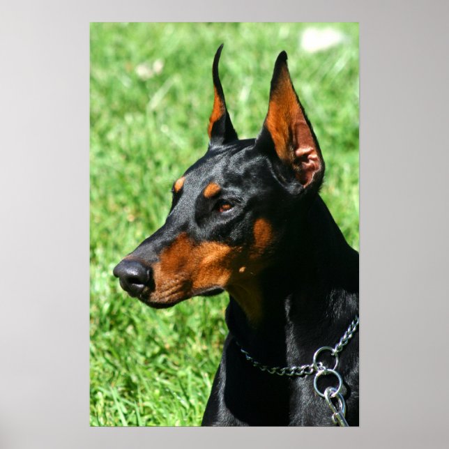 Affiche de Doberman (Devant)