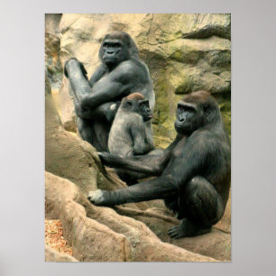 Affiche de famille de gorille