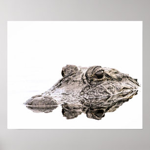 Affiche de faune d'alligator