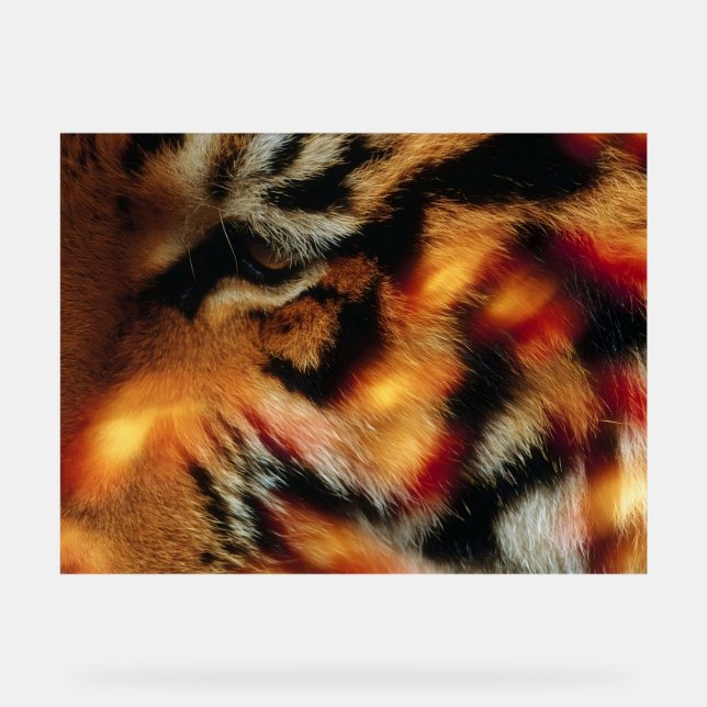 Affiche de faune en gros plan d'Œil de tigre doré (Recto)