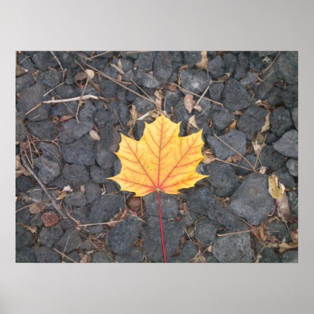 Affiche de feuille contrastante (Devant)