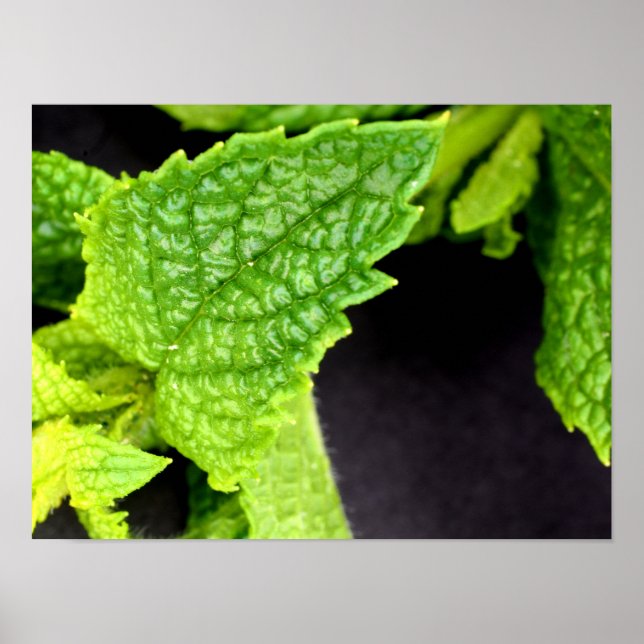 Affiche de feuille de menthe (Devant)