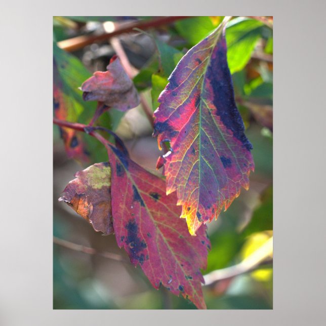 Affiche de feuilles d'automne avec la lumière du s (Devant)