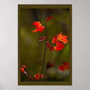 Affiche de feuilles et branches rouges