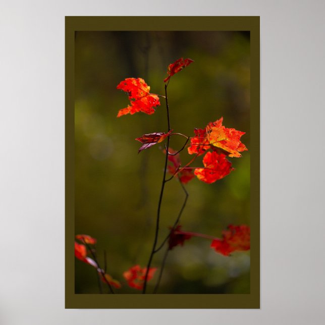 Affiche de feuilles et branches rouges (Devant)