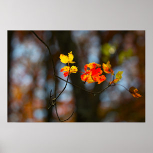 Affiche de feuilles rouges et jaunes