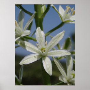 Affiche de fleur blanche