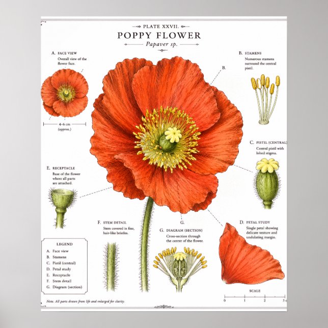 Affiche de fleur botanique | Art floral vintage (Devant)