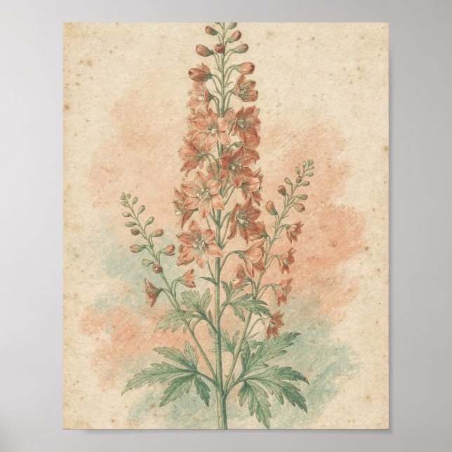 Affiche de fleur botanique Delphinium Corail (Devant)
