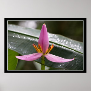 Affiche de fleur de banane