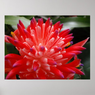 Affiche de fleur de Bromeliad