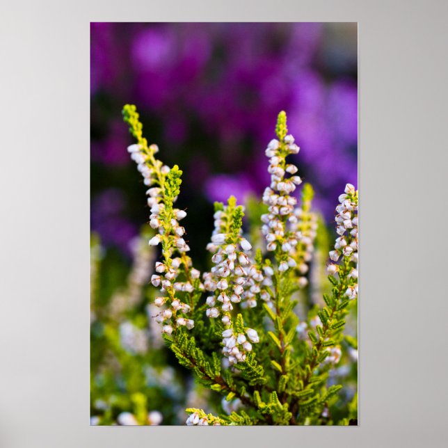 Affiche de fleur de bruyère blanche (Devant)