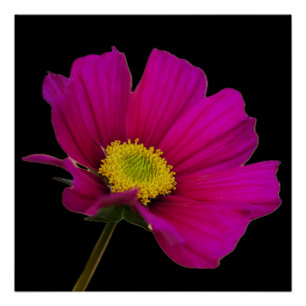 Affiche de fleur de Cosmos