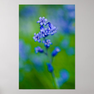 Affiche de fleur de jacinthe des bois