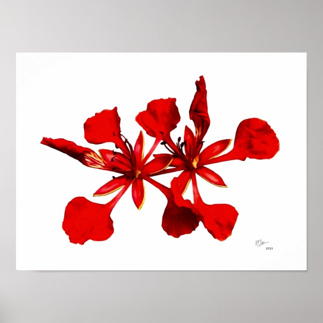 Affiche de fleur de Poinciana royale (Devant)