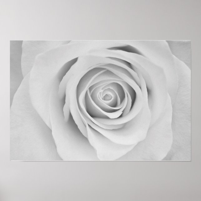 Affiche de fleur de rose noir et blanc (Devant)