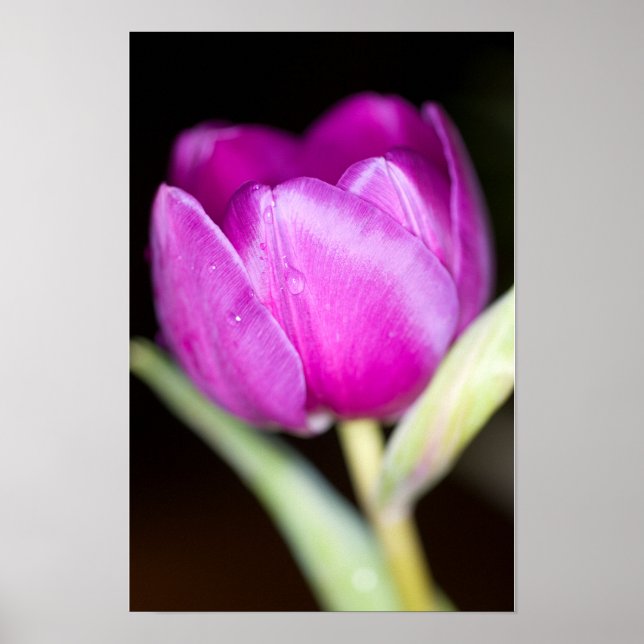 Affiche de fleur de tulipe violette (Devant)