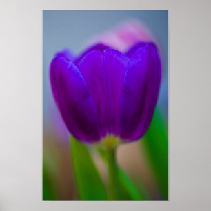 Affiche de fleur de tulipe violette