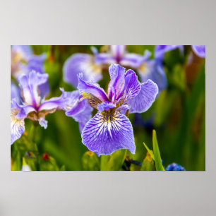 Affiche de fleur d'iris