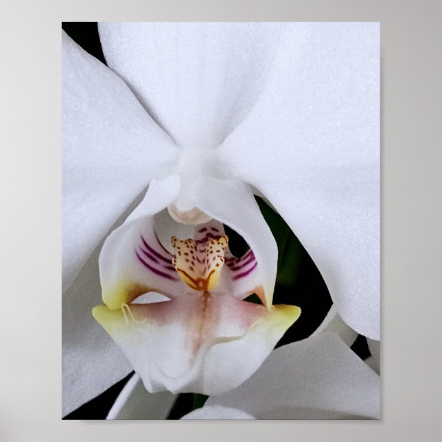 Affiche de fleur d'orchidée blanche (Devant)
