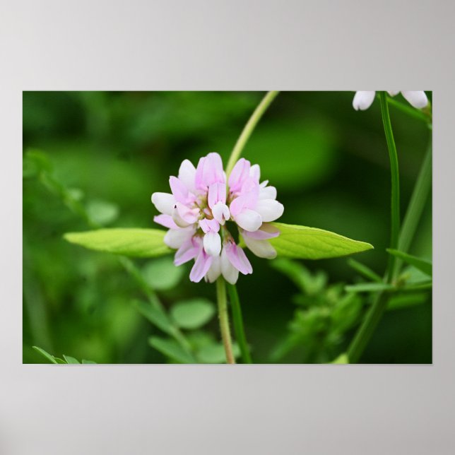 Affiche de fleurs blanches et roses (Devant)