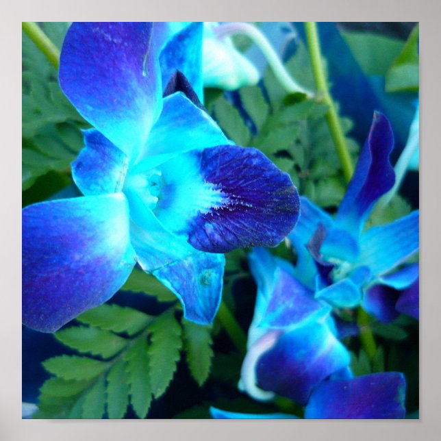 affiche de fleurs bleues de la nature (Devant)