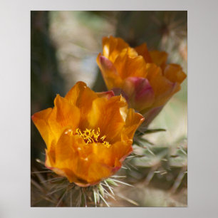 Affiche de fleurs de cactus de Staghorn Cholla