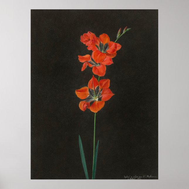 Affiche de fleurs de Lelie d'Hoffmann (Devant)