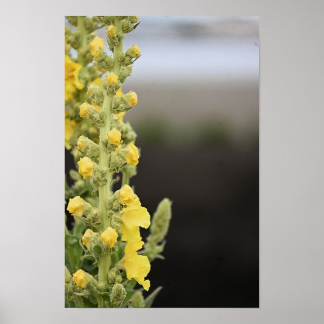 Affiche de fleurs de molène orange (Devant)