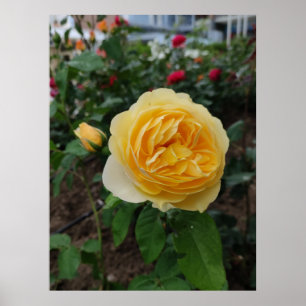 Affiche de fleurs de rose jaune