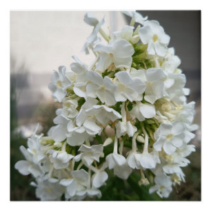 Affiche de fleurs d'hortensia blanc élégant Bota
