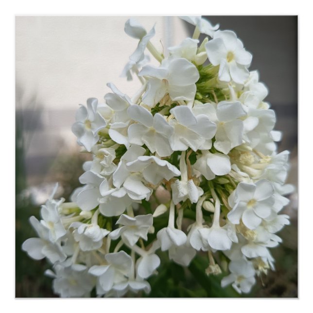 Affiche de fleurs d'hortensia blanc élégant | Bota (Devant)