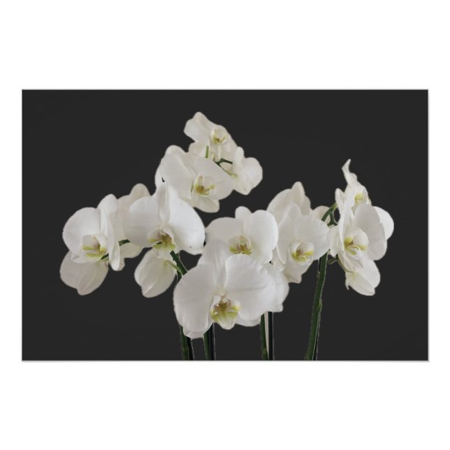 Affiche de fleurs d'orchidée blanche (Devant)
