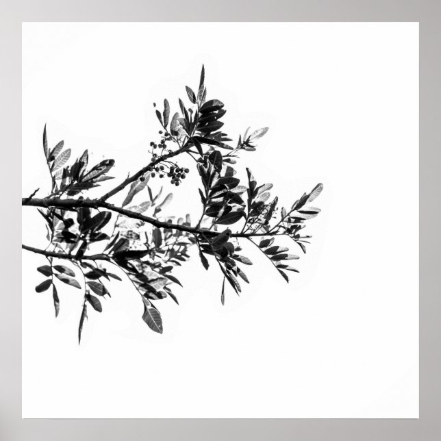 Affiche de fleurs et de feuilles d'arbre poivrier  (Devant)