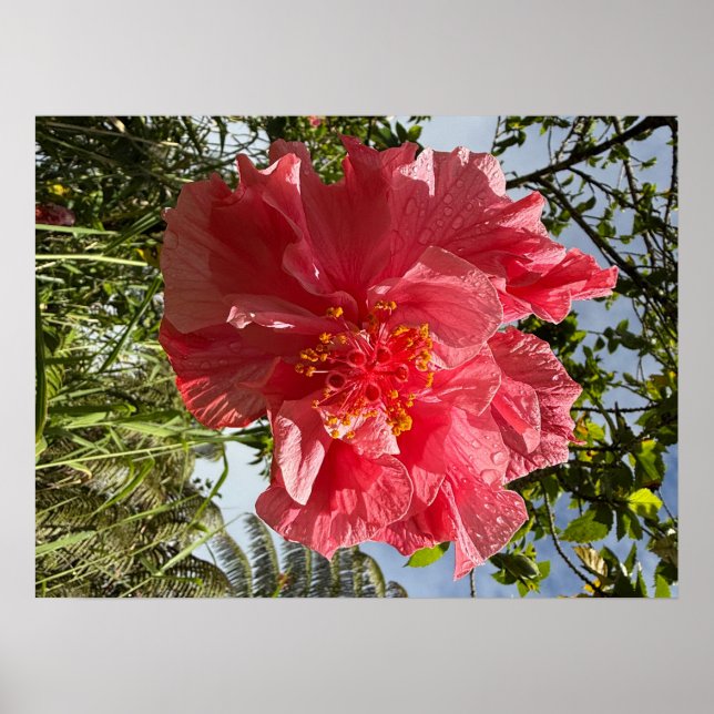 Affiche de fleurs Hibiscus @3dudes1life (Devant)