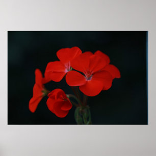 Affiche de fleurs rouges incroyables