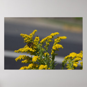 Affiche de fleurs sauvages jaunes avec papillon