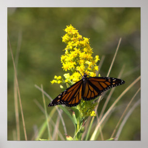 Affiche de fleurs sauvages jaunes avec papillon