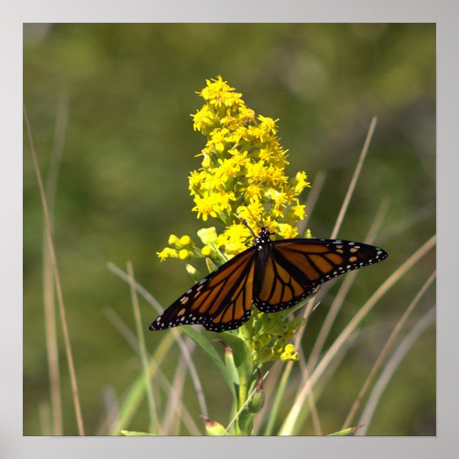Affiche de fleurs sauvages jaunes avec papillon (Devant)