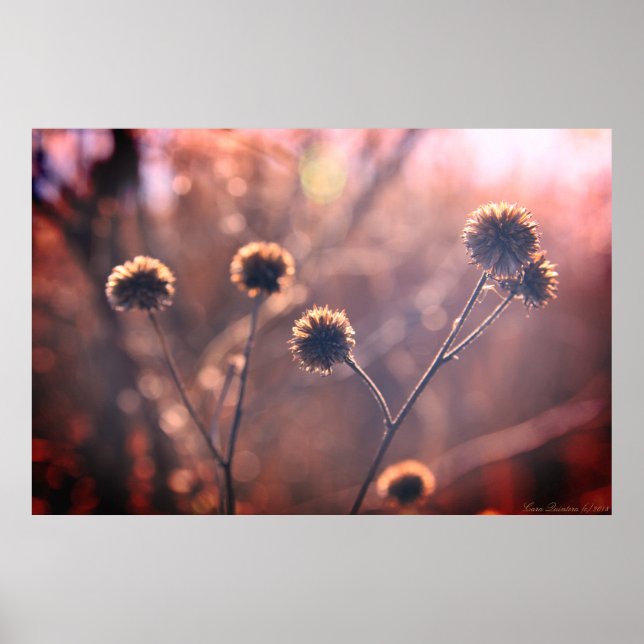Affiche de fleurs sauvages séchées de marais d'hiv (Devant)