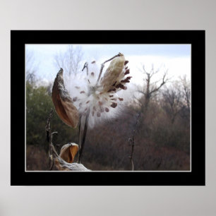 Affiche de floraison de cosse de Milkweed