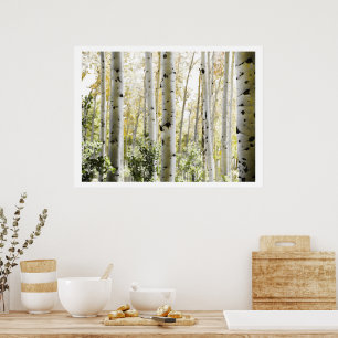 Affiche de forêt de bouleaux PixDezines