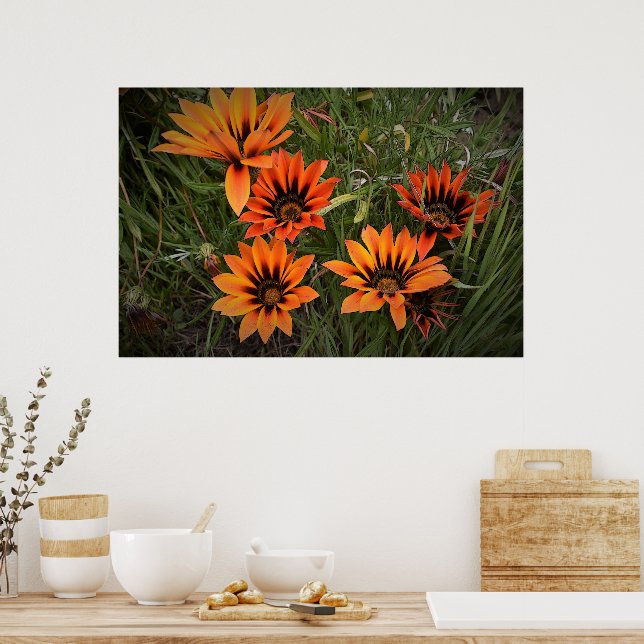 Affiche de gazanias orange et noir (Cuisine)