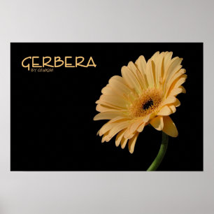 Affiche de Gerbera