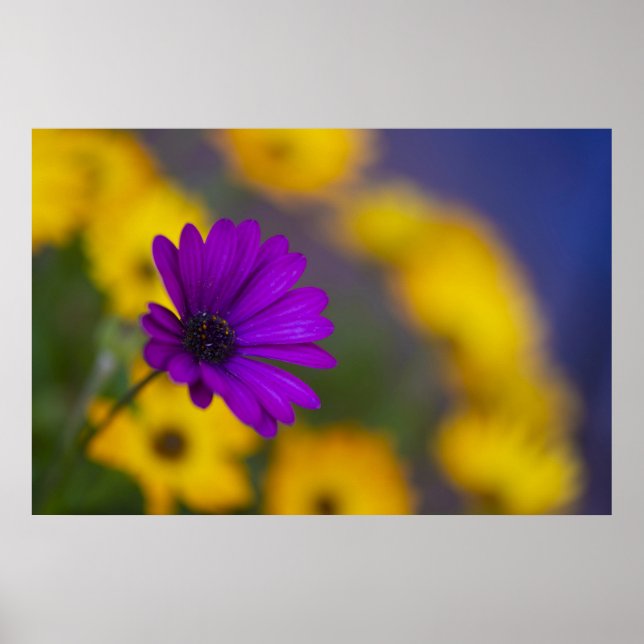 Affiche de gerbera violet parmi les fleurs jaunes (Devant)