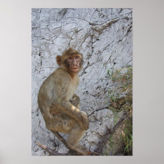 Affiche de Gibraltar Monkey (Devant)