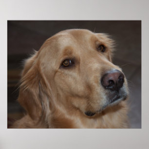 Affiche de golden retriever