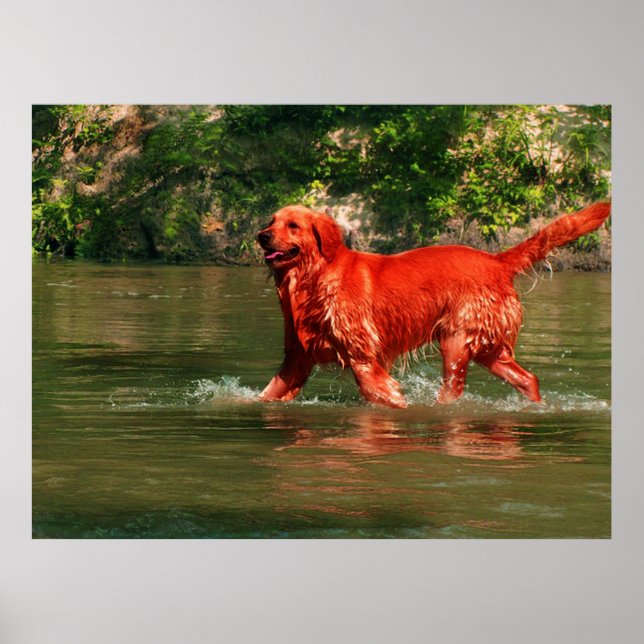 Affiche de Golden Retriever rouge courant dans l'e (Devant)