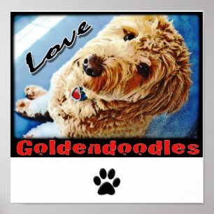 Affiche de Goldendoodles d'amour