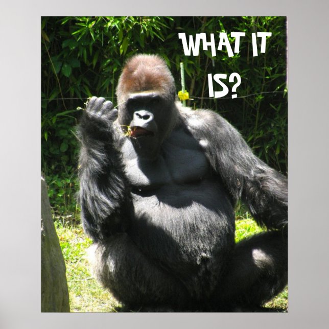 affiche de GORILLA GREETING (Devant)